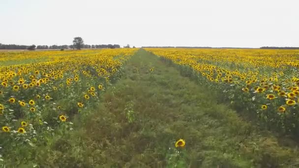 Ayçiçeği alanları arasında yol. — Stok video