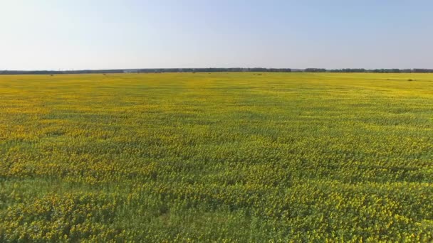 champ de tournesols et ciel.