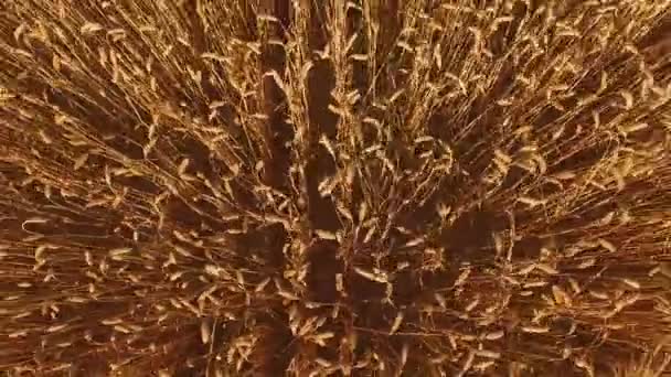 Золотое пшеничное поле. — стоковое видео