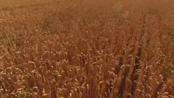 Золотые колосья пшеницы . — стоковое видео