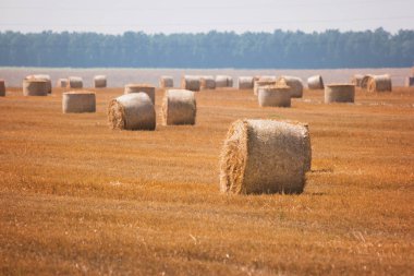 alan ve saman yığınları.
