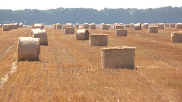 Field with hay stacks. — Stock Video