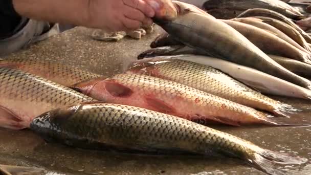 Zeevruchten op een lokale markt. — Stockvideo