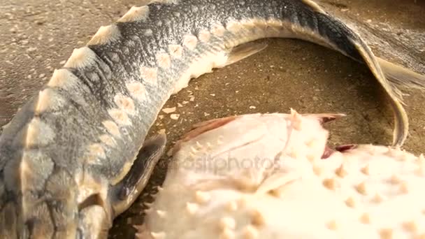 Gros plan de l'esturgeon sur le marché aux poissons . — Video