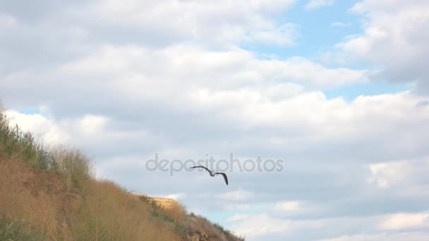 Pájaro volando cerca de una colina. Gaviota en el cielo . — Vídeos de Stock