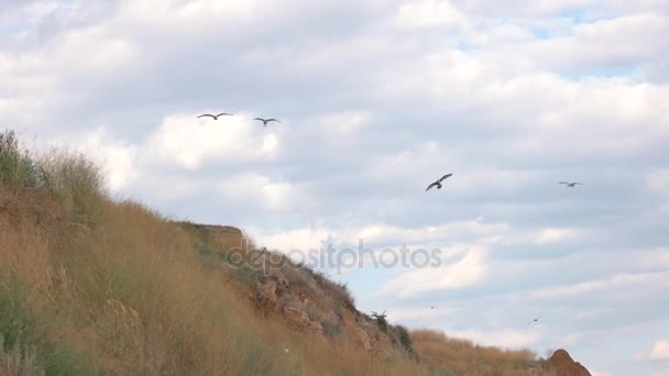 Vogels vliegen over heuvel. — Stockvideo