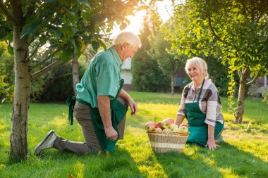Eski bahçıvanlar çift, elma sepeti.