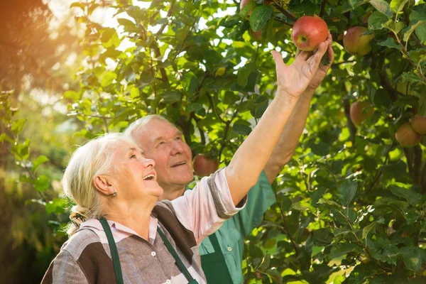 People smiling and picking apples.