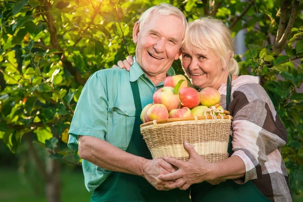 Ευτυχισμένος κηπουροί κρατώντας apple καλάθι. — Φωτογραφία Αρχείου