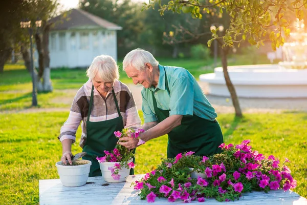Пожилые садовники пересаживают цветы . — стоковое фото