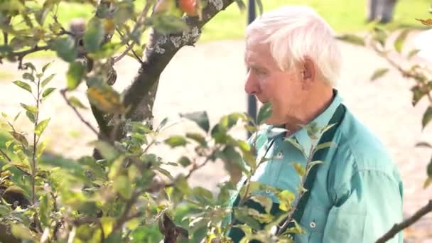 Jardinier senior avec ciseaux . — Video