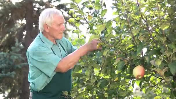 Senior tuinman en appelboom. — Stockvideo
