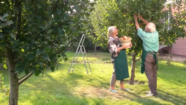 Pareja con cesta recogiendo manzanas . — Vídeos de Stock