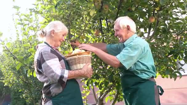 Dos personas mayores recogiendo manzanas . — Vídeos de Stock