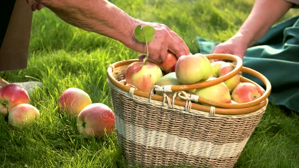 Mãos idosas e cesta de maçã . — Vídeo de Stock