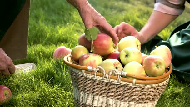 Manos poniendo manzanas en la cesta. — Vídeo de stock