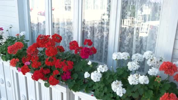 Blommor nära hus fönster. — Stockvideo