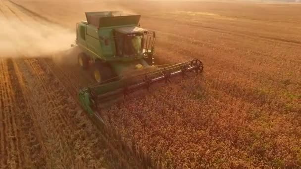 Combinar no campo dourado . — Vídeo de Stock