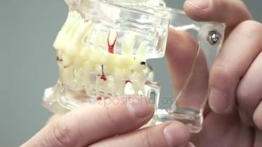 Plastik çene modeli yakın çekim.