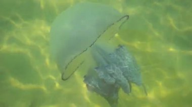 Denizanası tentacles ile.