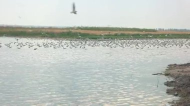 Martılar büyük grup.