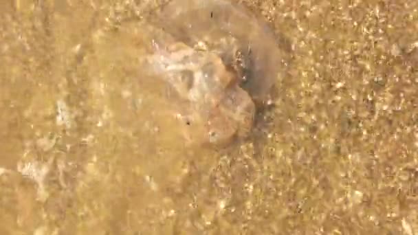 Meduse morte in acqua . — Video Stock