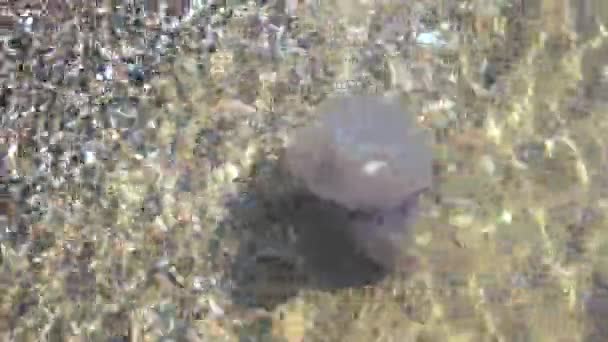 Медузы у берега . — стоковое видео