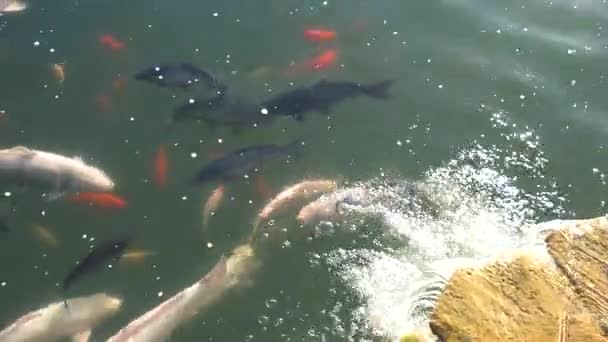 Vissen in het water. — Stockvideo