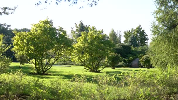 Lawn and trees. — Stock Video