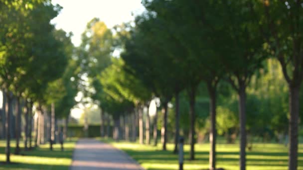 Parc flou, été .