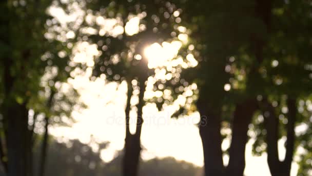 Rozmazaný stromy a slunce. — Stock video