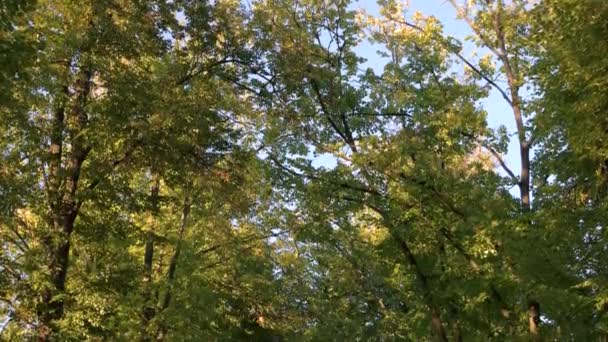 Hauts arbres et ruelle du parc .