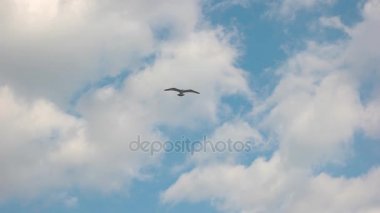 Ağır çekimde uçan martı.