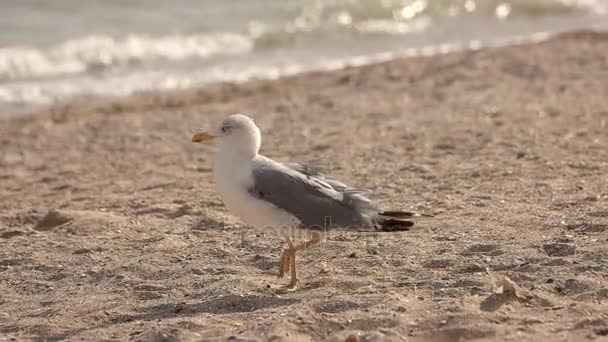 Seagull wandelen in slow motion. — Stockvideo