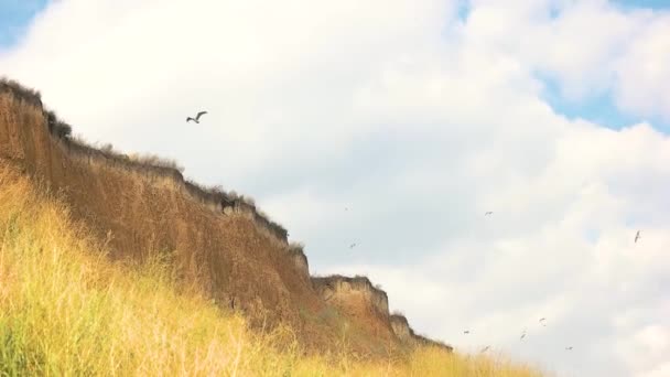 Птахи над скелею . — стокове відео