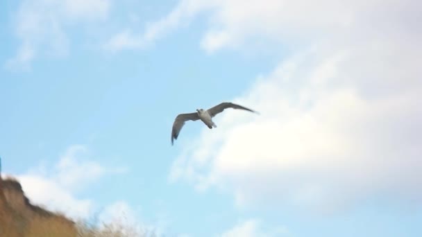 Чайка летить у повільного руху. — стокове відео