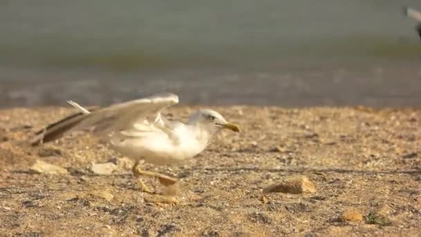 Seagull taking off, slow motion. — Stock Video