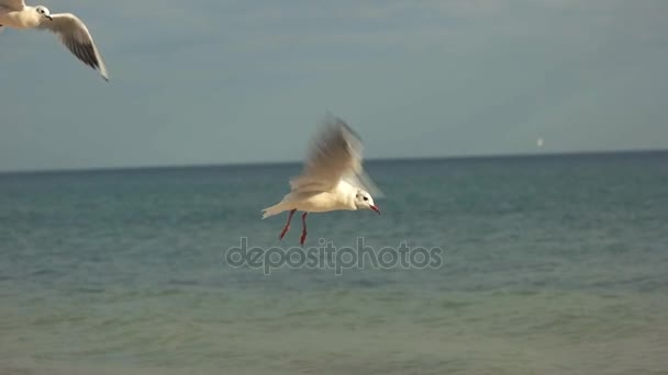 Gaivotas no fundo do mar . — Vídeo de Stock