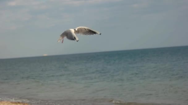 Seagull greppa mat. — Stockvideo