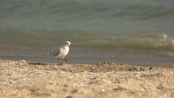 Seagull promenader, Slowmotion. — Stockvideo
