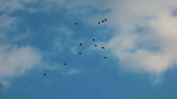 Sky and silhouettes of birds. — Stock Video
