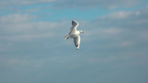 Чайка летит над морем . — стоковое видео
