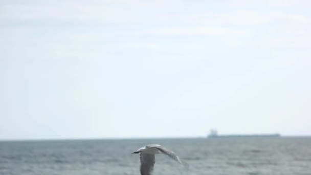海鸥飞过海. — 图库视频影像