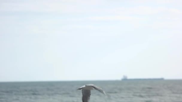 Mås flyger över havet. — Stockvideo