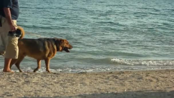 Ember és a kutya, séta, tengerpart. — Stock videók