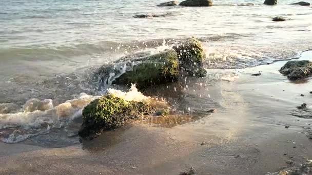 Pietre sulla spiaggia . — Video Stock