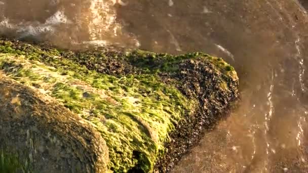 Моховий камінь у морі . — стокове відео