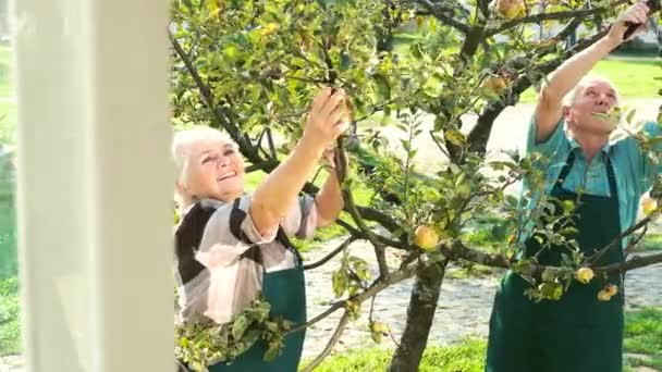 Senior gardeners working, apple tree. — Stock Video