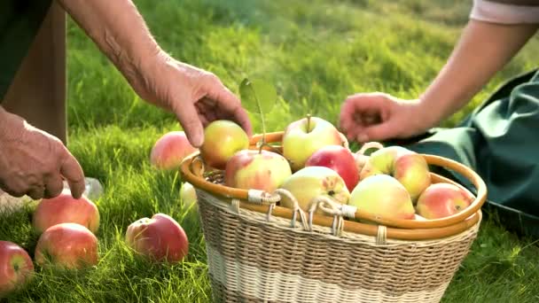Cesta de maçãs na grama. — Vídeo de Stock