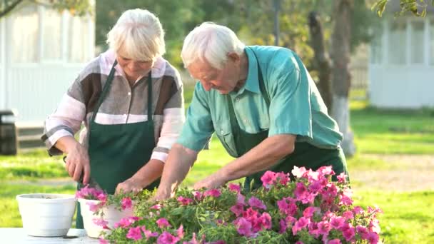 Jardiniers seniors transplantant des fleurs . — Video